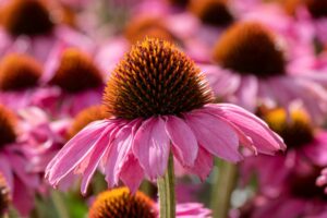 Guarigione e Lavoro Interiore